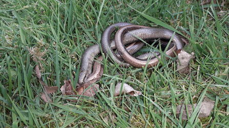 Slow Worm The Wildlife Trusts Slow Worm The Wildlife Trusts